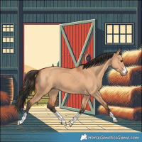 Horse Color:Bay Dun 