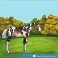 Horse Color:Gray White Spotted Silver Buckskin Splash Appaloosa 
