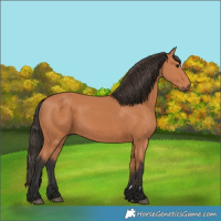Horse Color:Bay 
