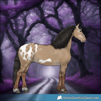 Horse Color:Gray Liver Red Dun Frame Appaloosa 