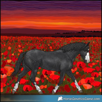 Horse Color:Black 