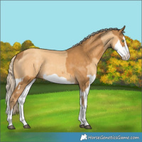 Horse Color:Palomino Splash  and Gold Cream Champagne Splash 