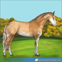 Horse Color:Palomino Splash  and Gold Cream Champagne Splash 