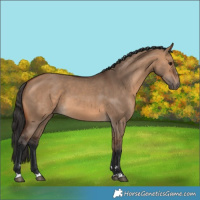 Horse Color:Bay Dun 