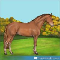 Horse Color:Chestnut 