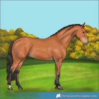 Horse Color:Bay 