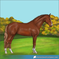 Horse Color:Chestnut 