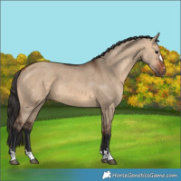 Horse Color:Bay Dun 