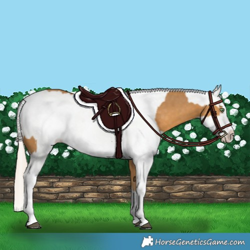 Horse Color:Palomino Splash  and White Spotted Palomino Splash 
