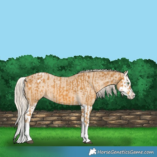 Horse Color:Palomino Splash and Palomino Splash Appaloosa