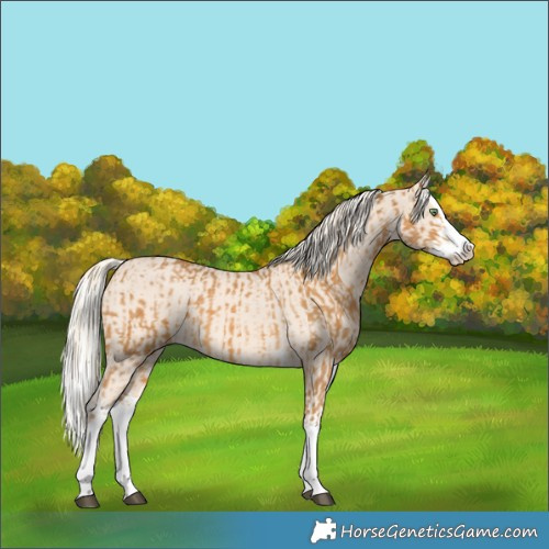 Horse Color:Palomino Splash  and Cremello Splash 