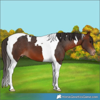 Horse Color:Bay Tobiano Varnish 