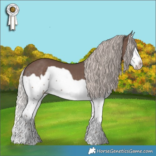 Horse Color:Silver Black Splash Frame 