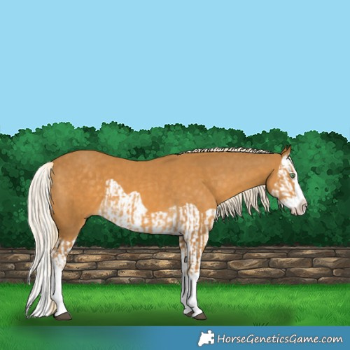 Horse Color:Palomino Splash and Palomino Splash