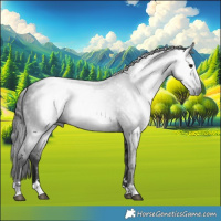 Horse Color:Gray Black