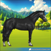 Horse Color:Gray Black 