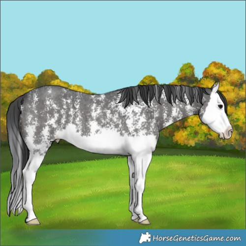 Horse Color:Black Sabino Splash 