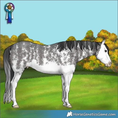 Horse Color:Black Sabino Splash 