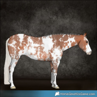 Horse Color:White Spotted Silver Brown Sabino Rabicano