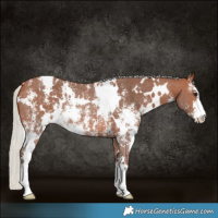 Horse Color:White Spotted Silver Brown Sabino Rabicano 