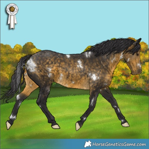 Horse Color:White Spotted Buckskin 
