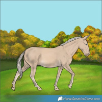 Horse Color:White Spotted Cremello