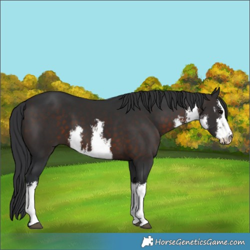 Horse Color:White Spotted Brown 