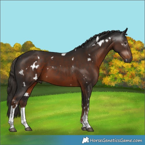 Horse Color:Gray White Spotted Liver Chestnut