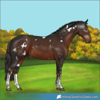 Horse Color:Gray White Spotted Liver Chestnut 