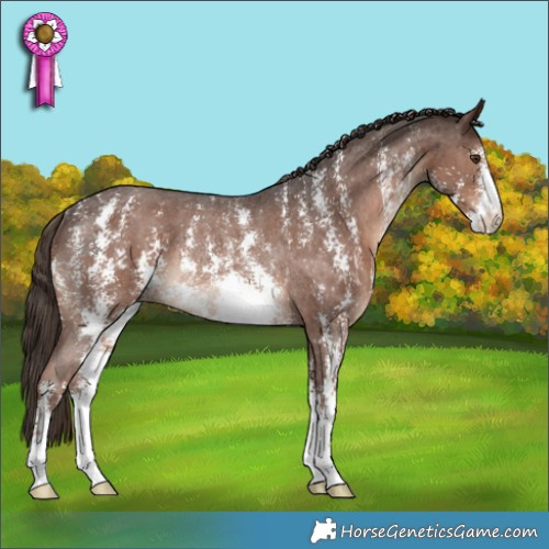 Horse Color:Liver Chestnut Sabino Appaloosa Rabicano 
