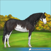 Horse Color:White Spotted Brown 