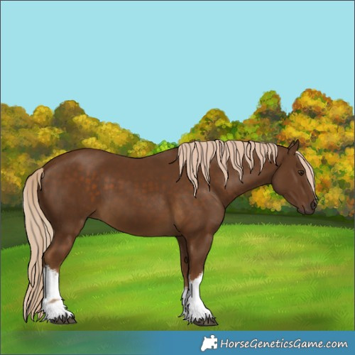 Horse Color:White Spotted Chocolate Palomino 