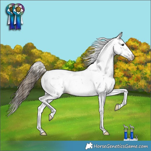 Horse Color:Buckskin Sabino Appaloosa 