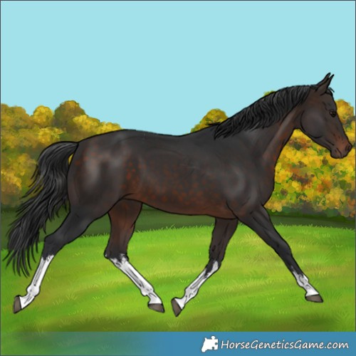 Horse Color:White Spotted Brown