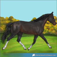 Horse Color:White Spotted Brown