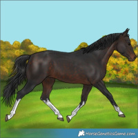 Horse Color:White Spotted Brown 