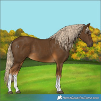Horse Color:White Spotted Chocolate Palomino 