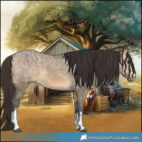 Horse Color:Buckskin Ice Dun 