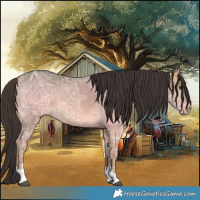 Horse Color:Buckskin Ice Dun