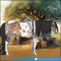 Horse Color:Bay Ice Dun Tobiano 