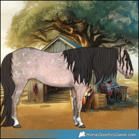 Horse Color:Buckskin Ice Dun 
