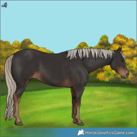 Horse Color:White Spotted Liver Chestnut