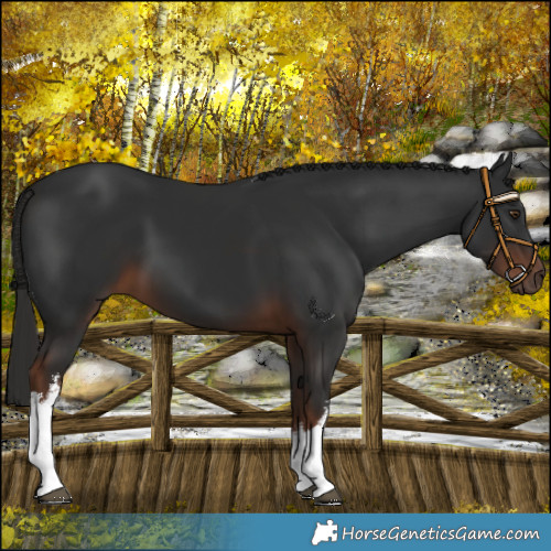 Horse Color:White Spotted Liver Chestnut 