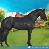 Horse Color:Black 
