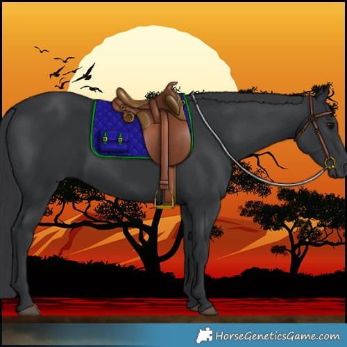 Horse Color:Black 