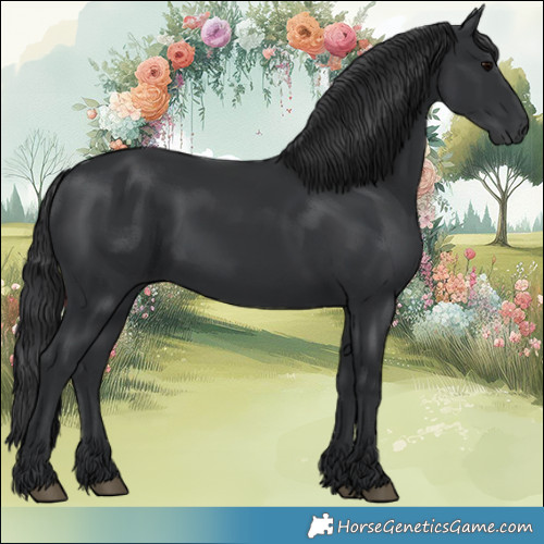 Horse Color:Black 