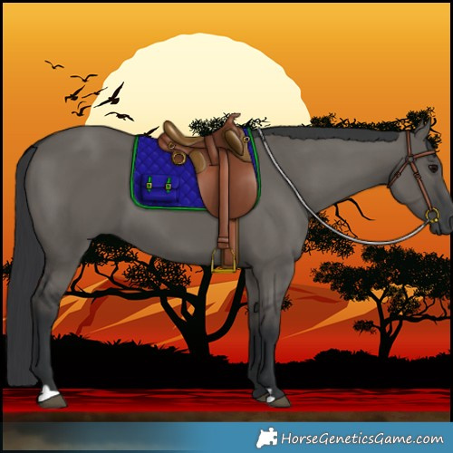 Horse Color:Grullo 