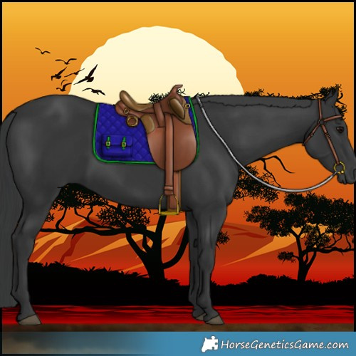 Horse Color:Black 