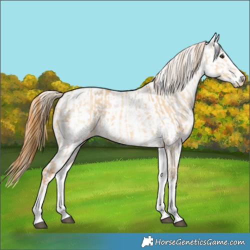 Horse Color:White Spotted Red Dun Rabicano and White Spotted Red Dun Splash Rabicano