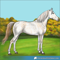 Horse Color:White Spotted Red Dun Rabicano  and White Spotted Red Dun Splash Rabicano 